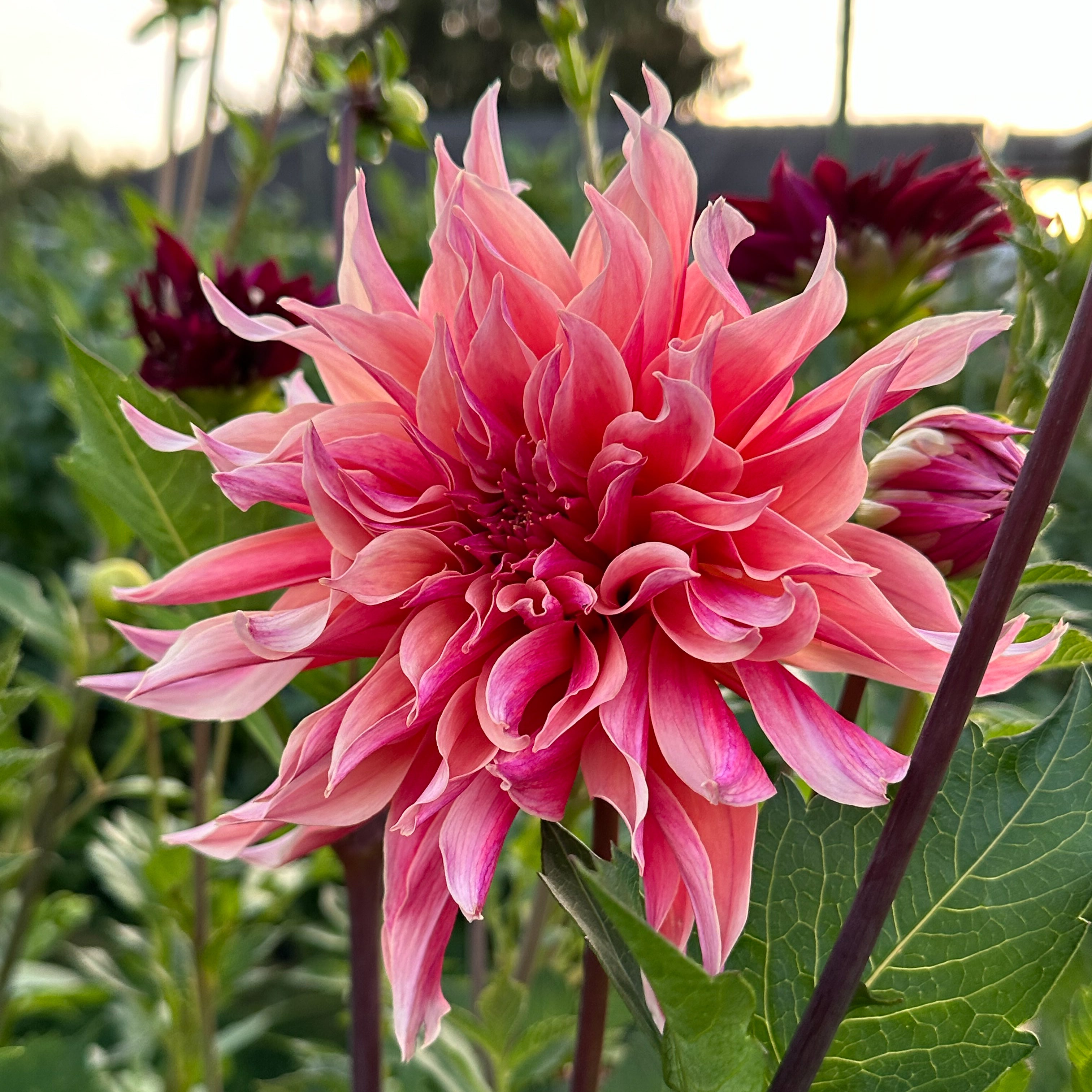 Dahlia Labyrinth Sweet Valley Flowers dahlia-labyrinth-sweet-valley-flowers