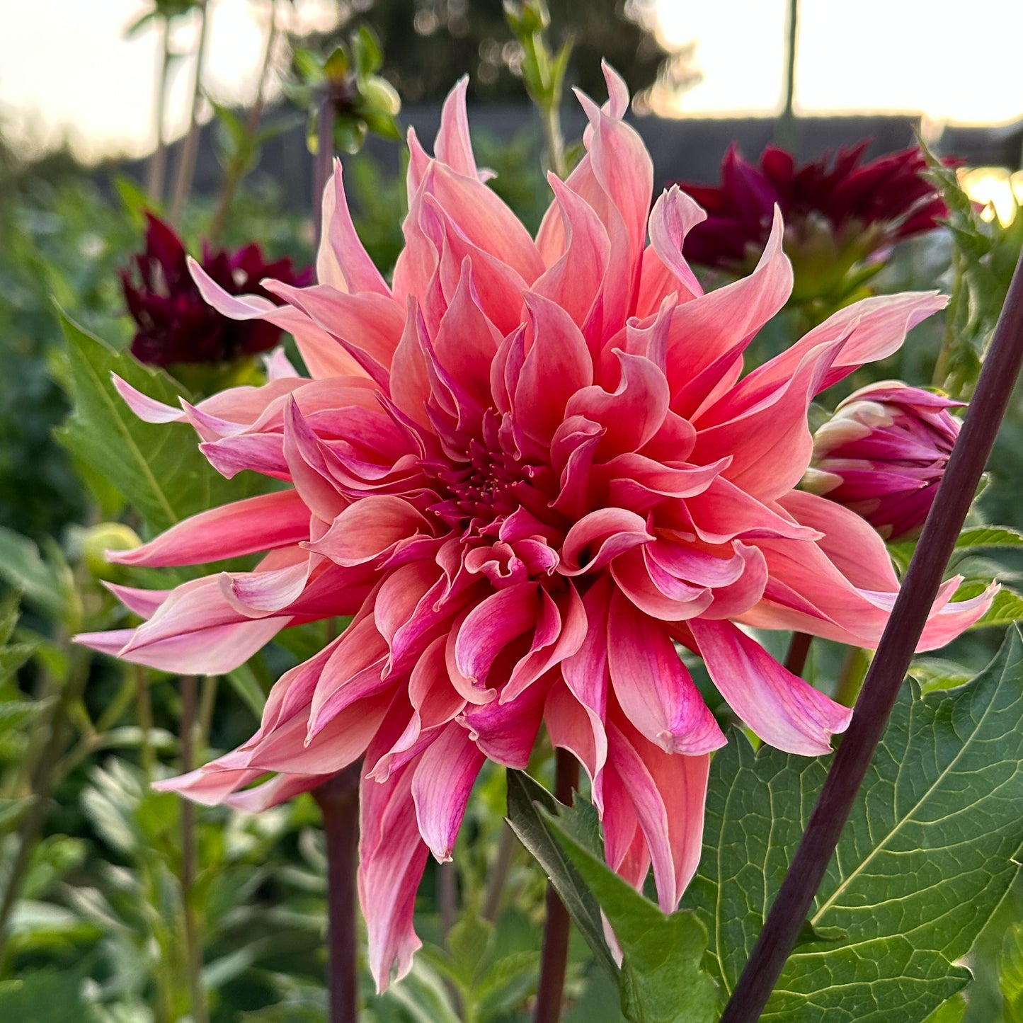 Dahlia Labyrinth
