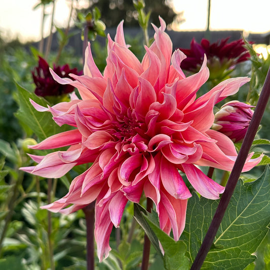 Dahlia Labyrinth
