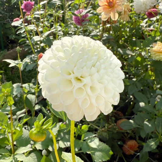 sweet valley flowers l'ancresse dahlia white ball flower langley bc