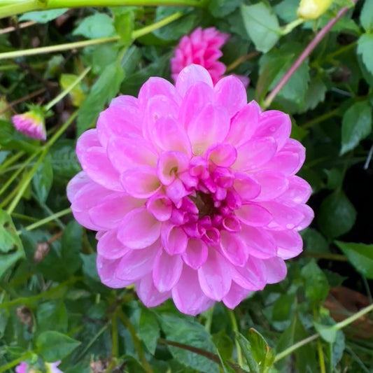 Dahlia Lennys Dream