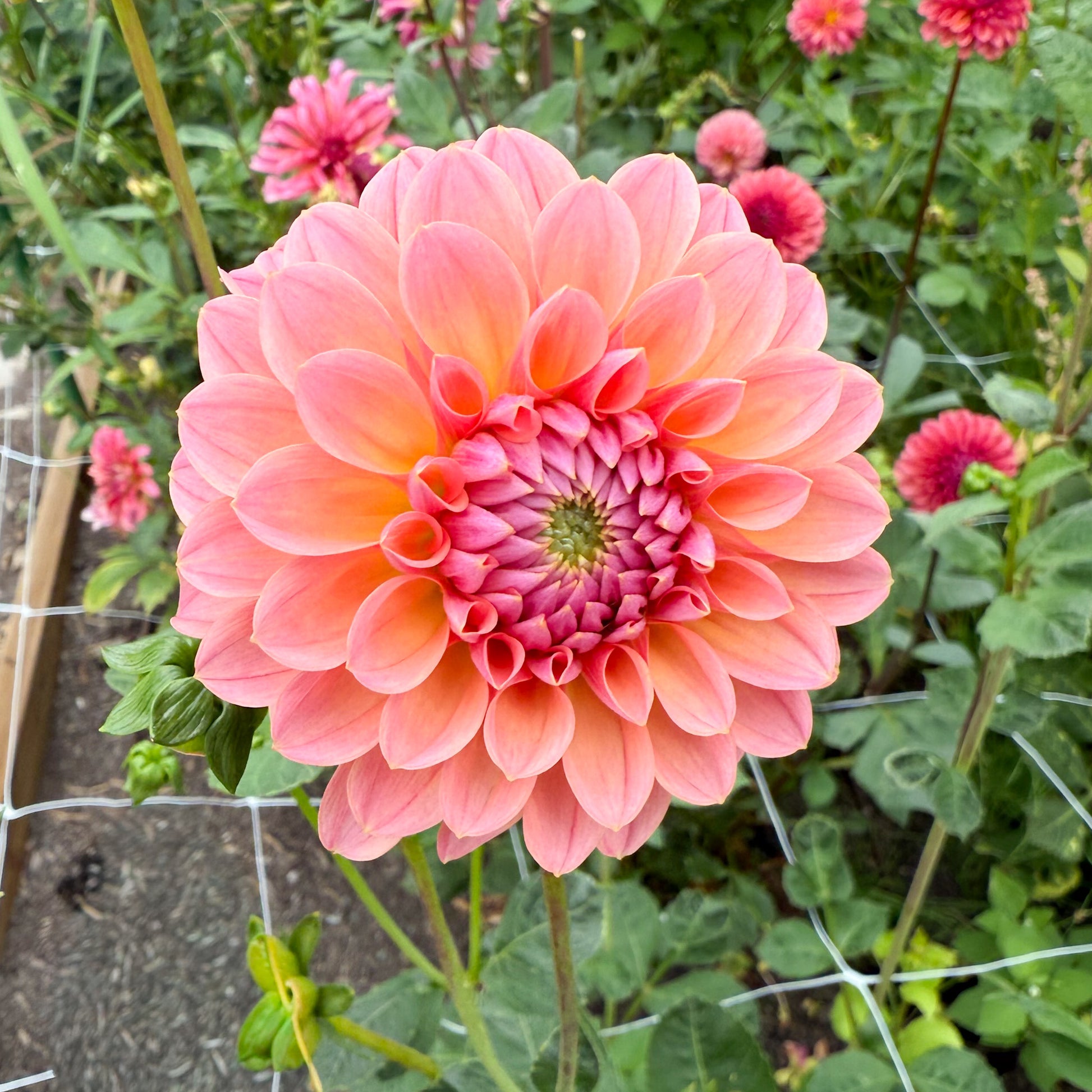 Sweet valley flowers lindas baby dahlia. pink and coral ball dahlia flower langley bc 