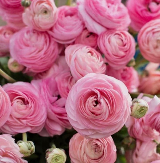 Marshmallow Amandine Ranunculus Corms