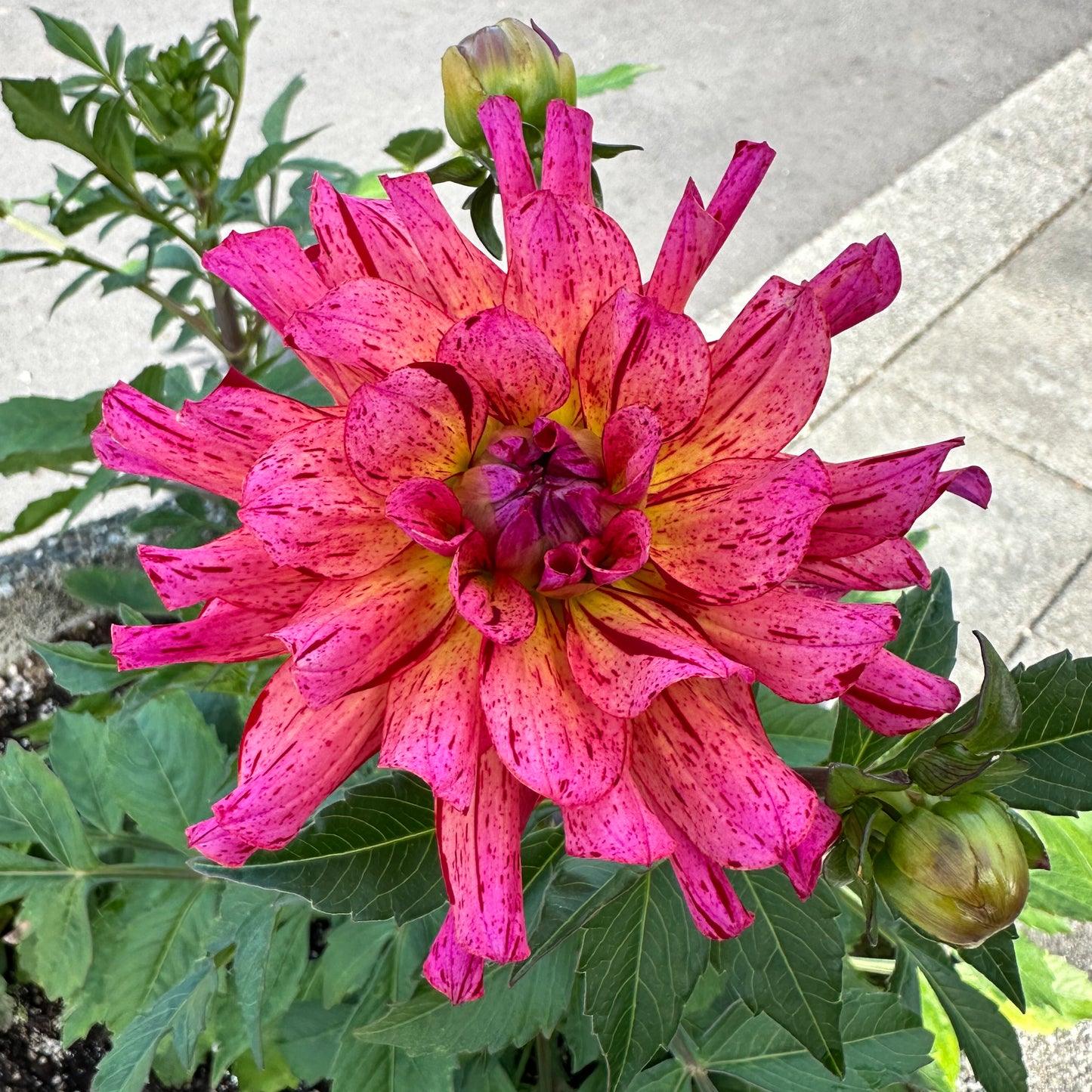 sweet valley flowers mingus toni pink tuber