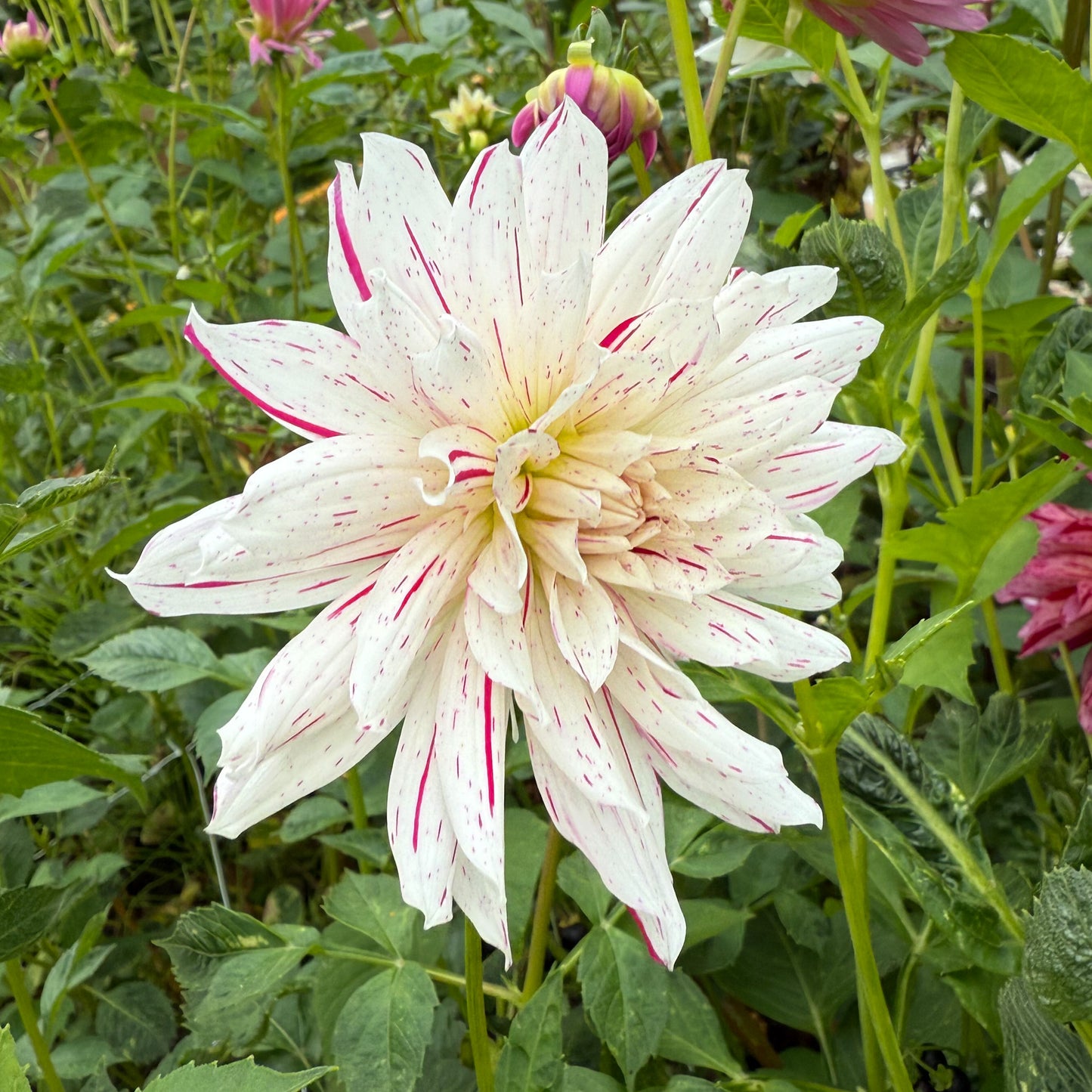 swret valley flowers mission magic dahlia white flower with dark pink flecks langley bc