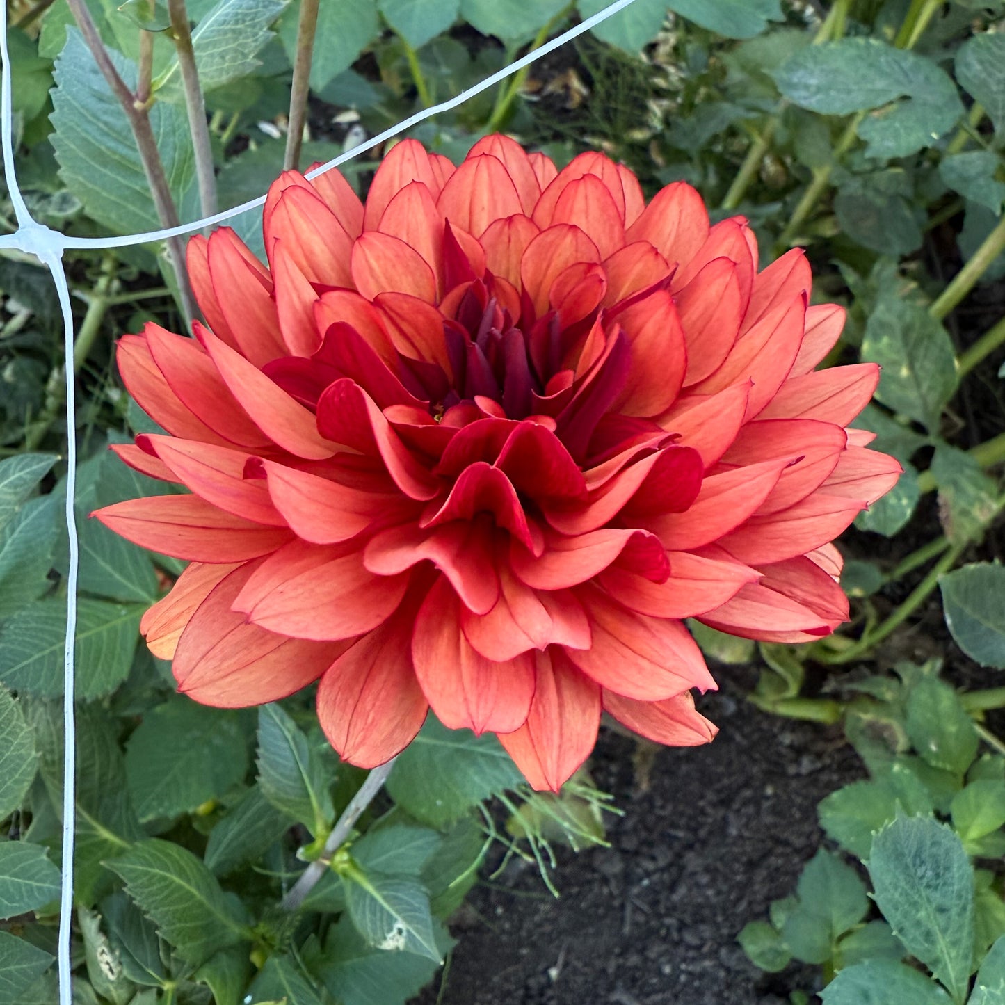 Dahlia Missis Miley