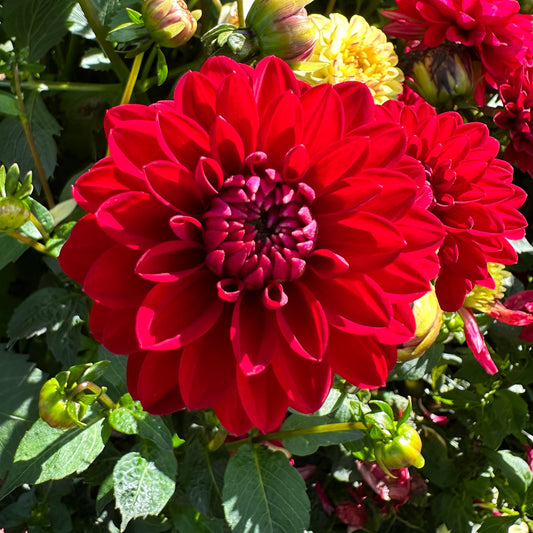 sweet valley flowers night queen red dahlia tuber