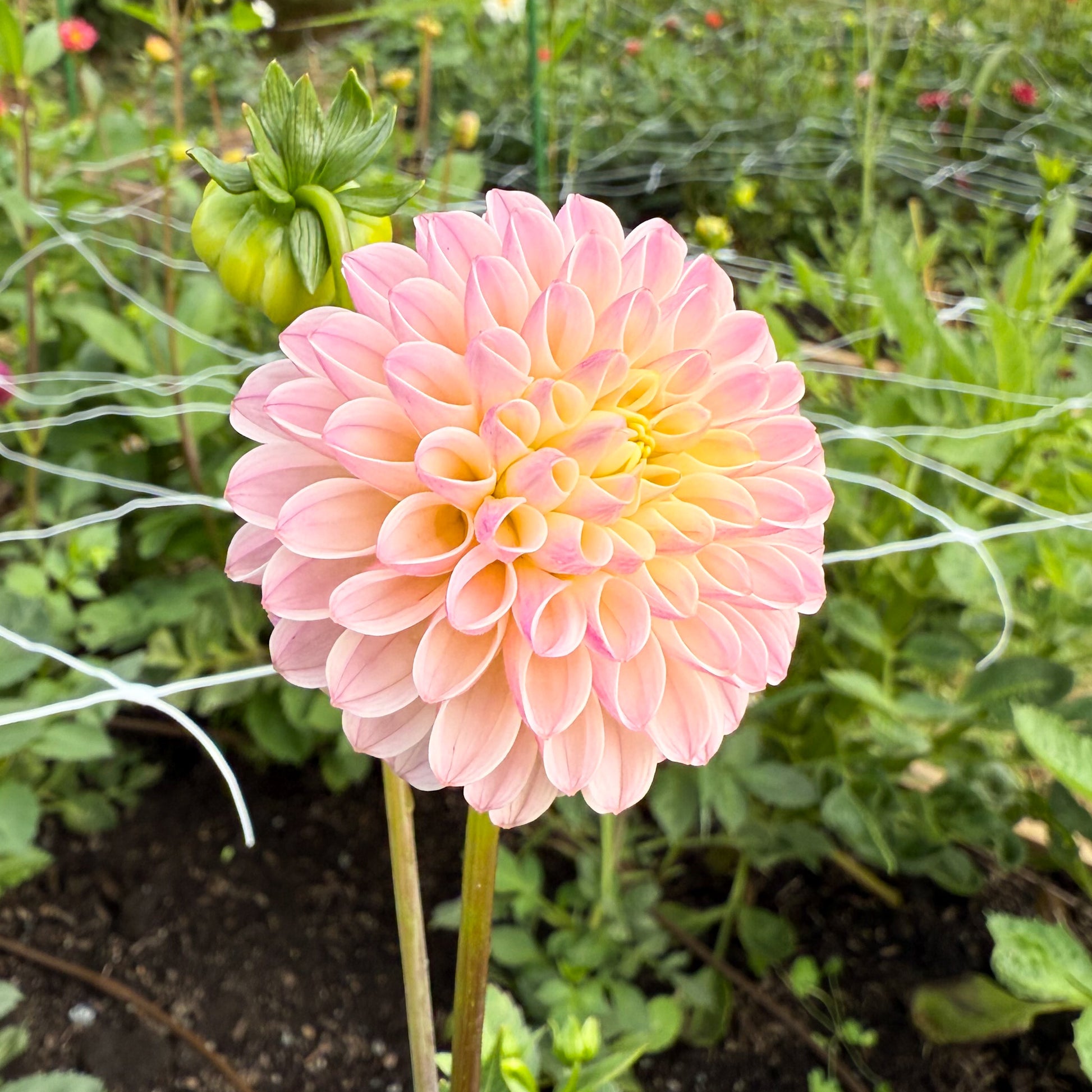 sweet valley flowers odyssey dahlia pink and yellow ball flower langley bc
