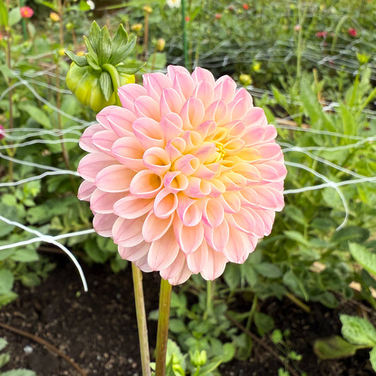 sweet valley flowers odyssey dahlia pink and yellow ball flower langley bc