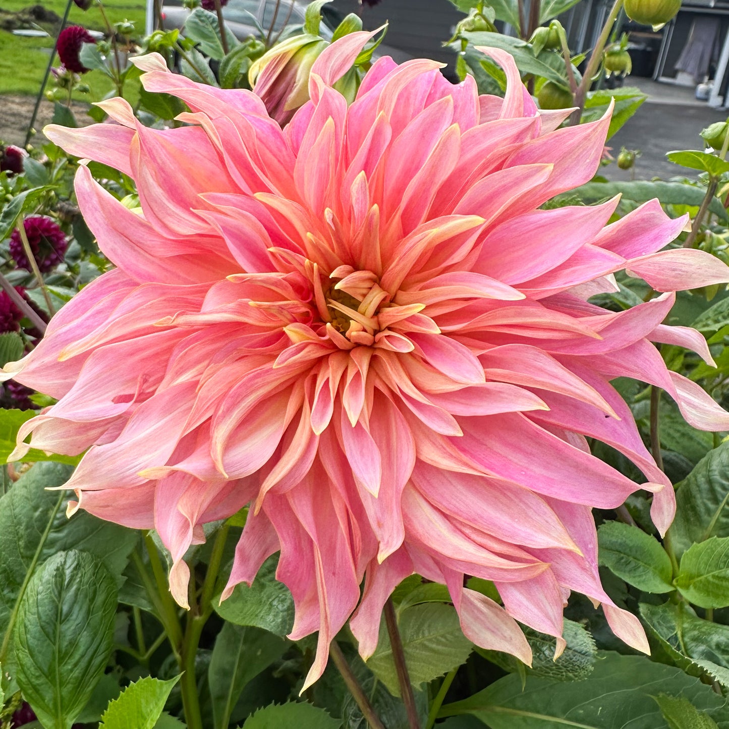 Dahlia Penhill Watermelon