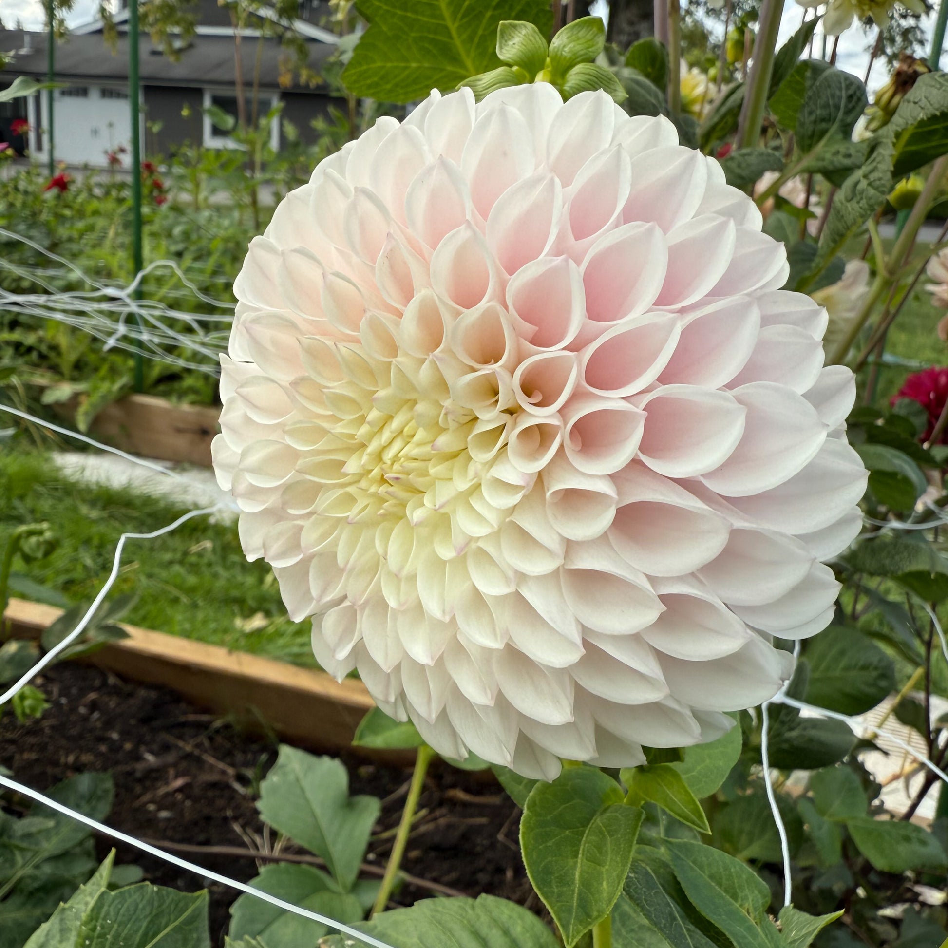 sweet valley flowers Pink pearl dahlia light pink round flower langley bc 