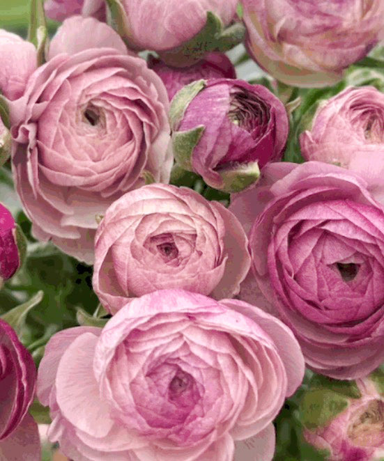 Ranunculus Amandine Purple Jean Corms
