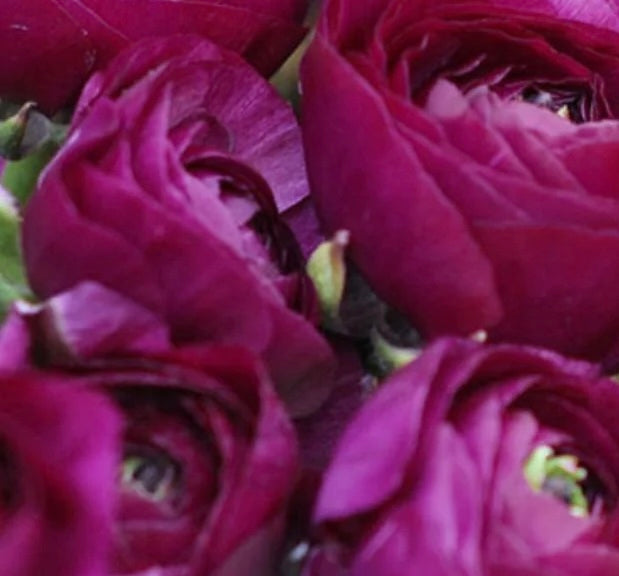 Ranunculus Amandine Pauline Corms