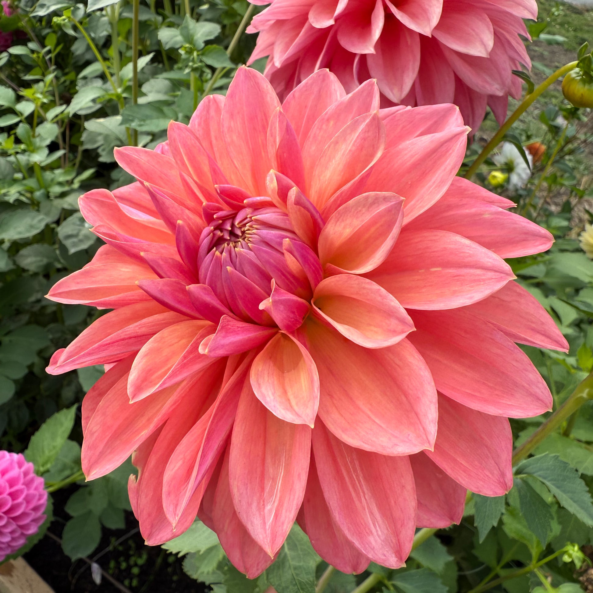 sweetvalleyflowers scaur swinton dahlia pink flower with coral and purple accents langley bc 