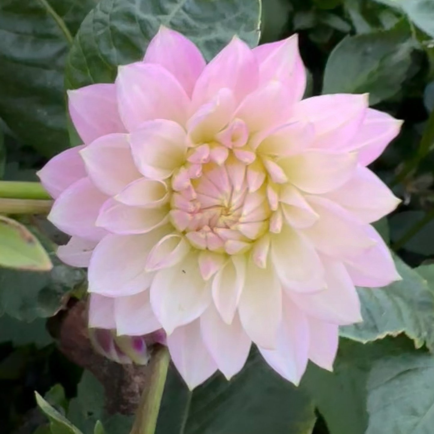 Dahlia Sheer Heaven