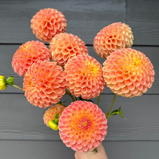 Sweet Valley Flowers peach and orange dahlia snoho doris langley bc