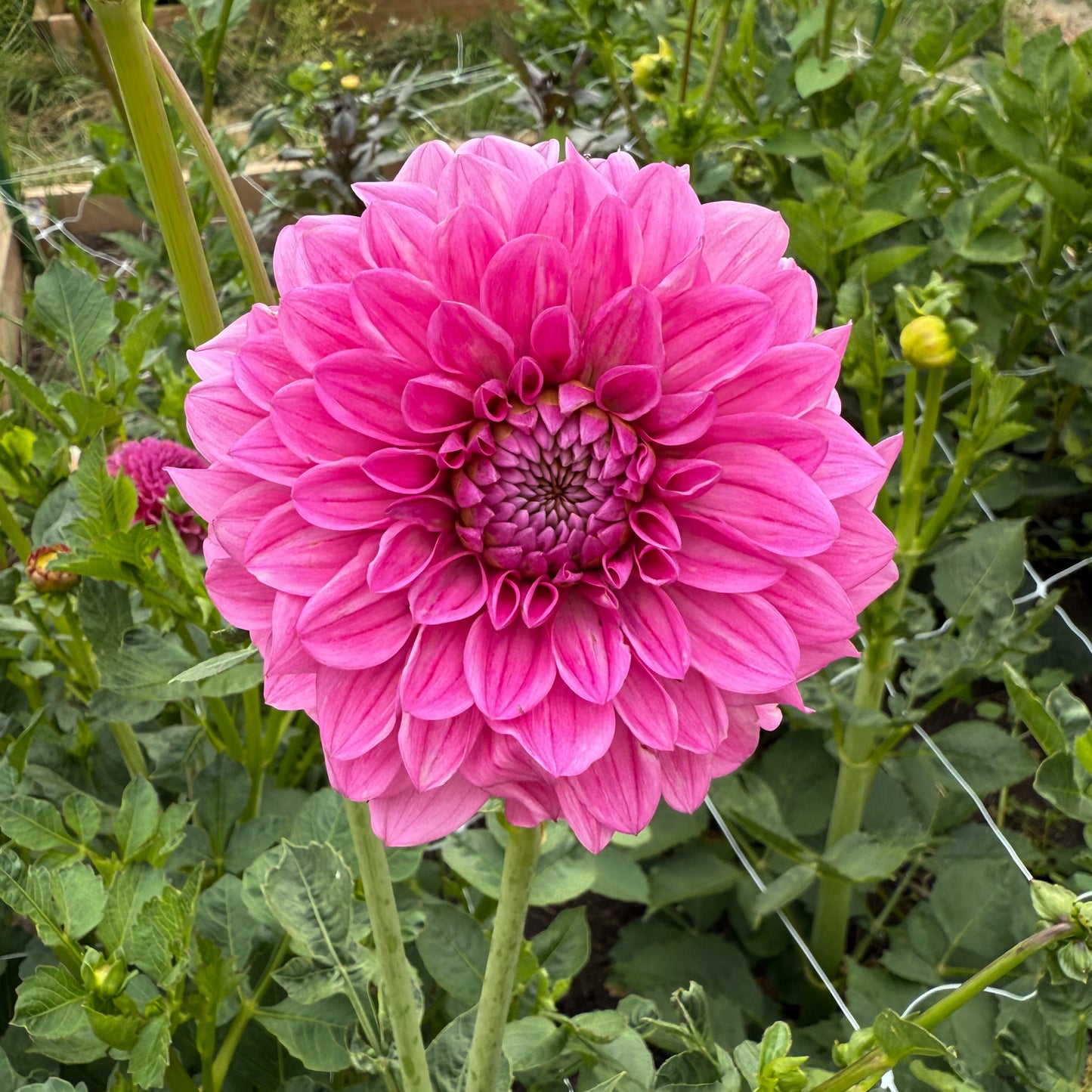 sweet valley flowers dahlia sweet fabienne pink ball flower with lighter edges langley bc
