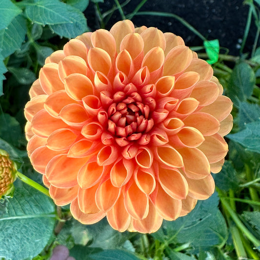 Sweet Vallley Flowers Sylvia Maarn Orange Flower Tuber 