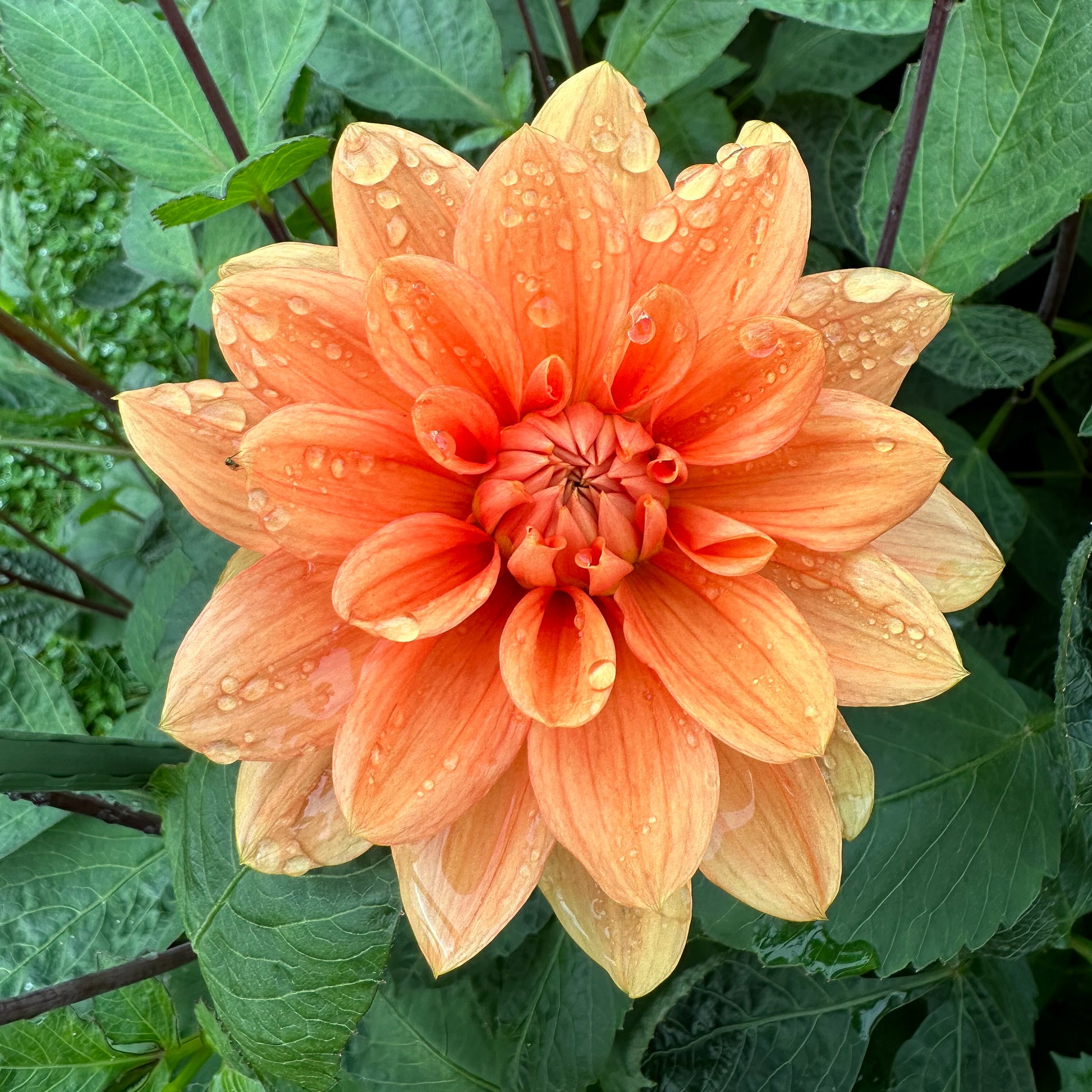 Sweet Valley Flowers Teddy Tuber Orange flower