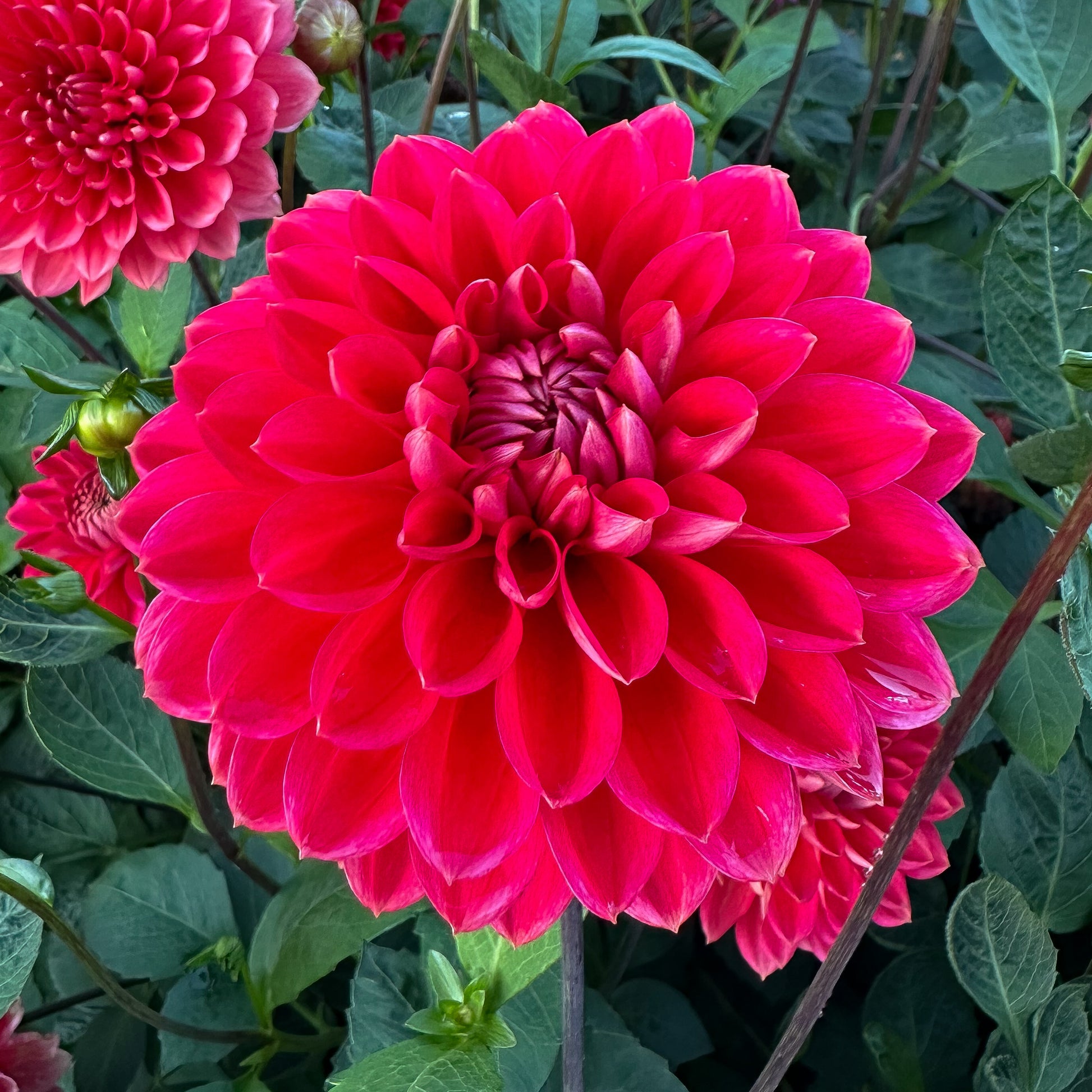 sweet valley flowers dahlia tempest tuber coral flower