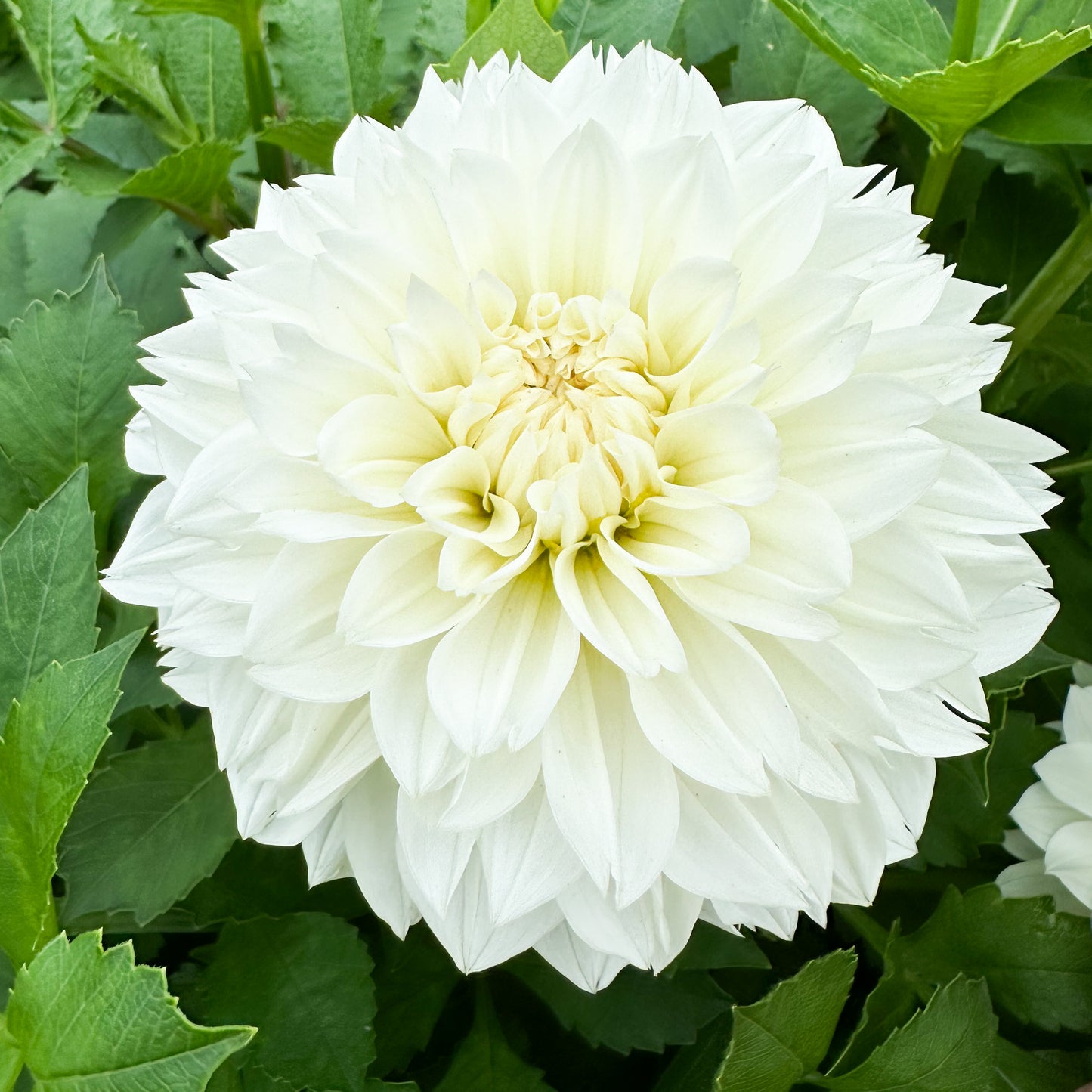 Dahlia White Polventon