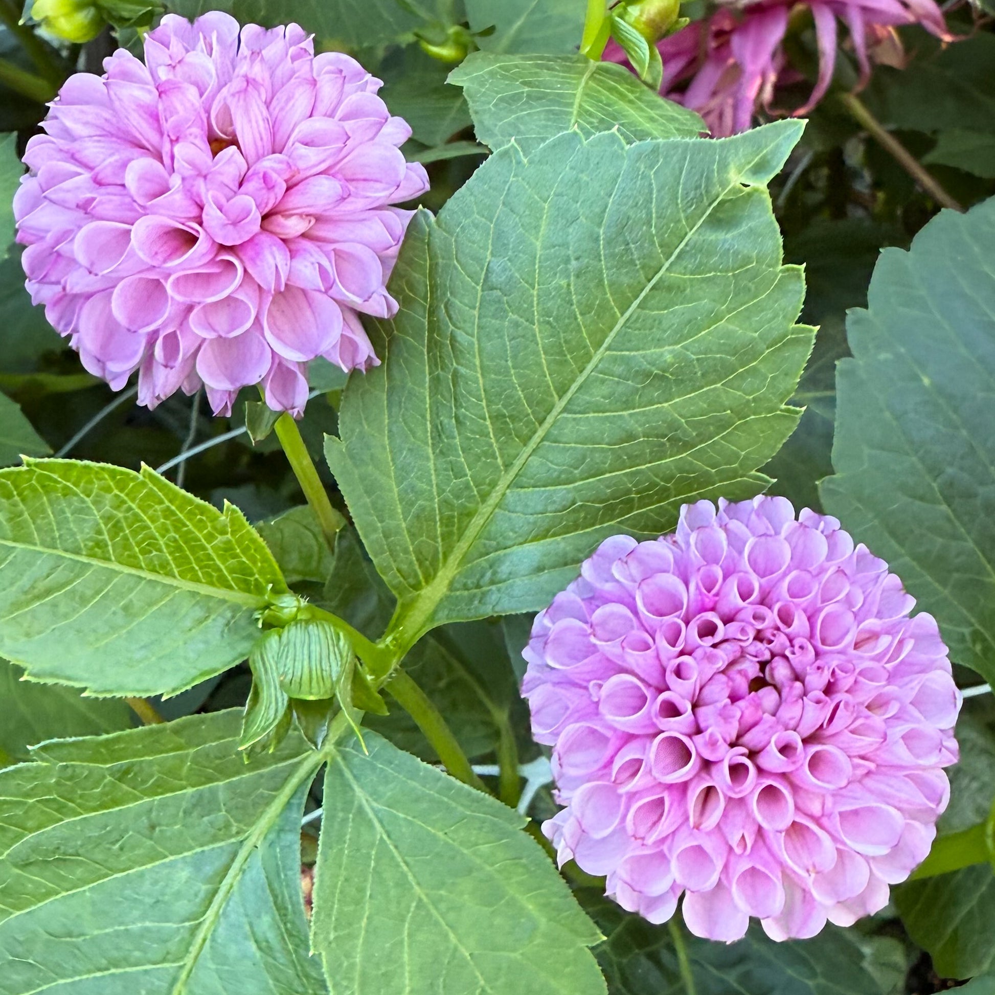 Sweet Valley Flowers Willo Borialis Dahlia small round purple flower langley bc 