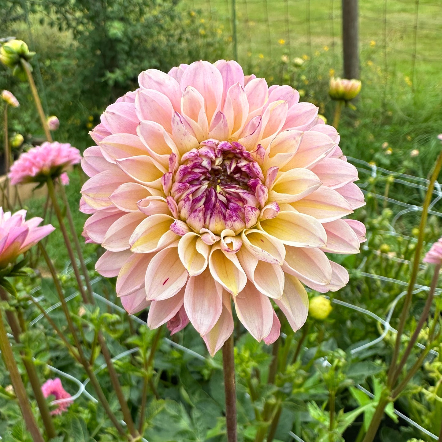Dahlia Wine Eyed Jill