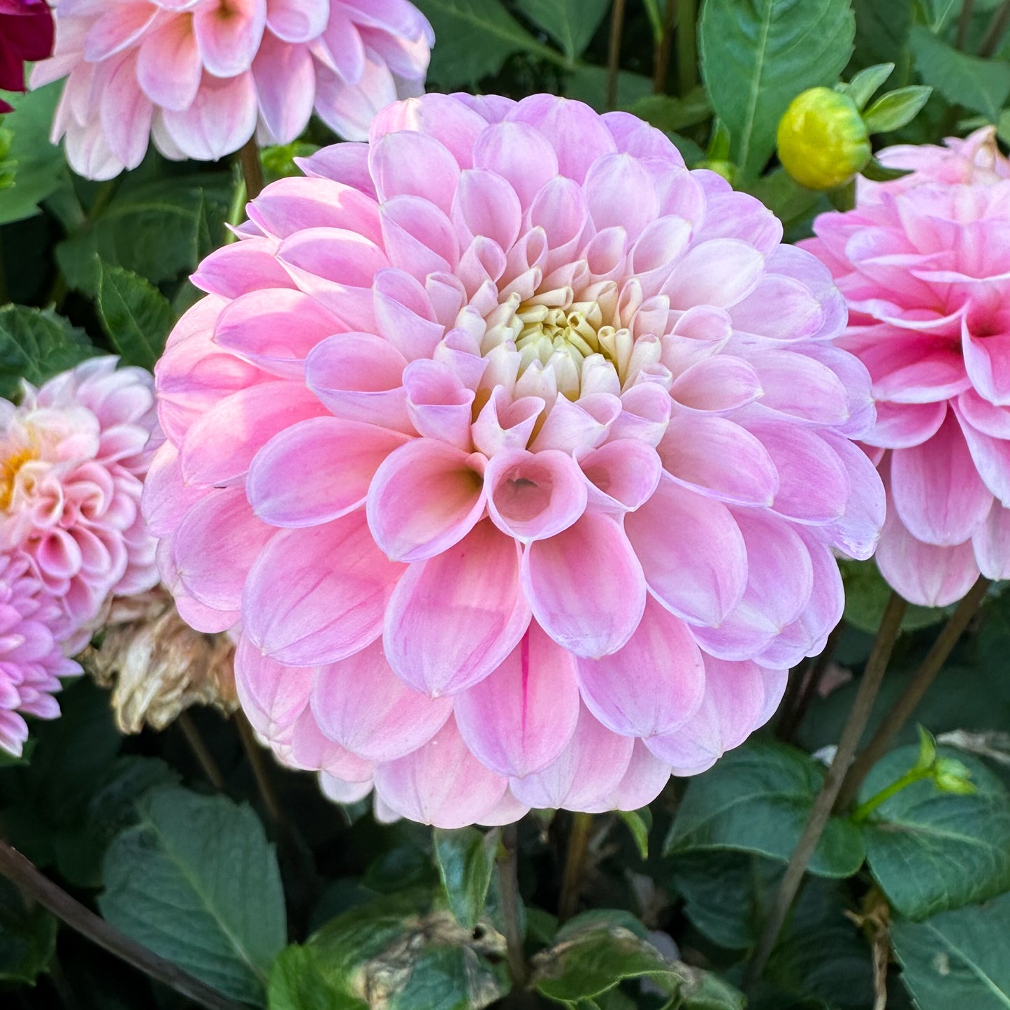 Dahlia Wizard of Oz