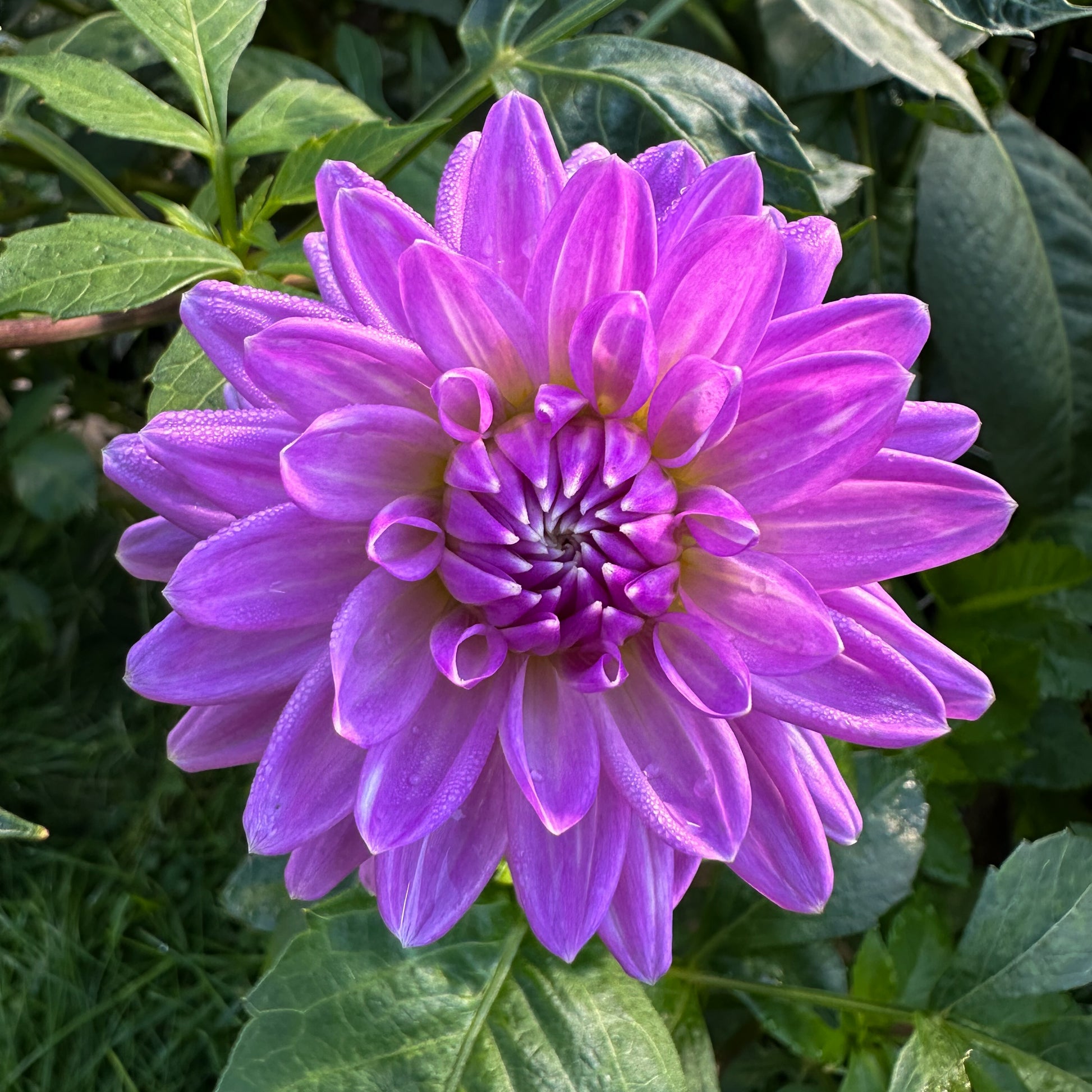 sweet valley flowers worton blue streak purple dahlia tuber