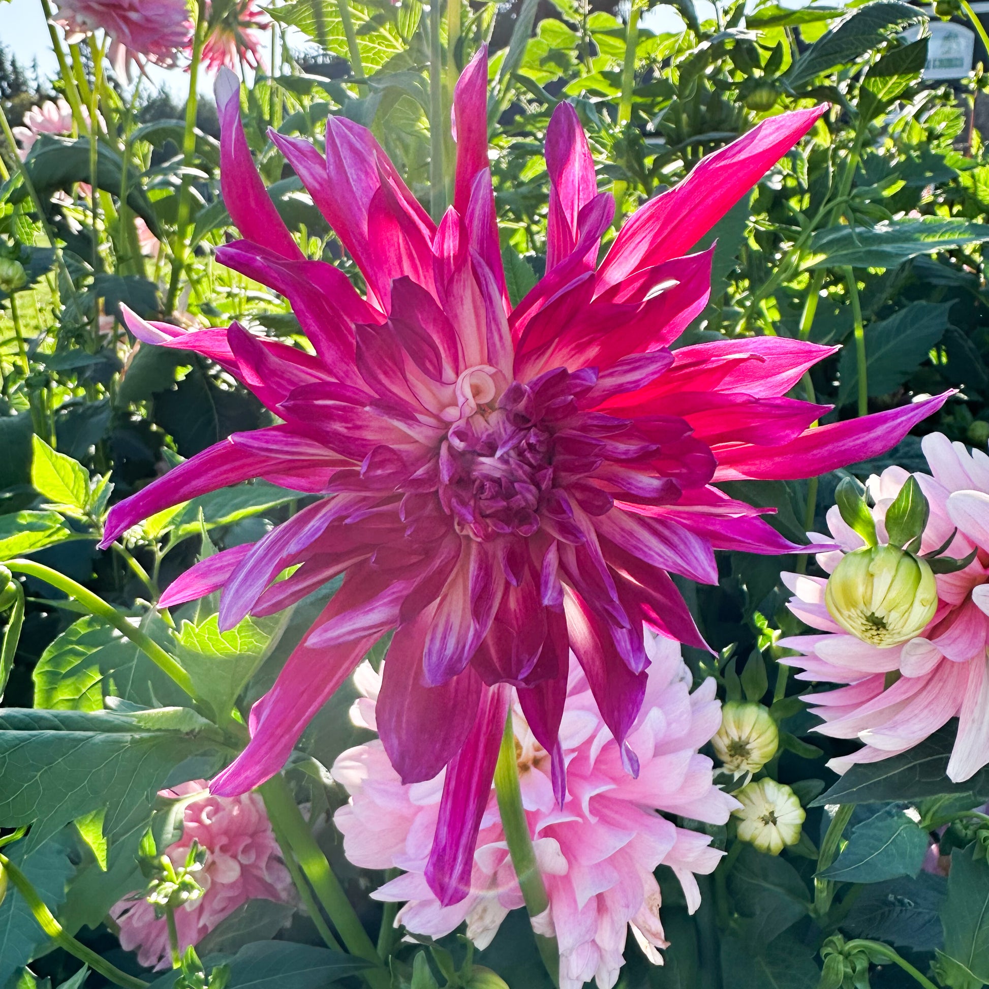 sweet valley flowers wyns radient star pink dahlia tuber